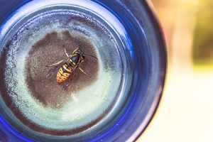 animal-glass-insect-bottle-medium