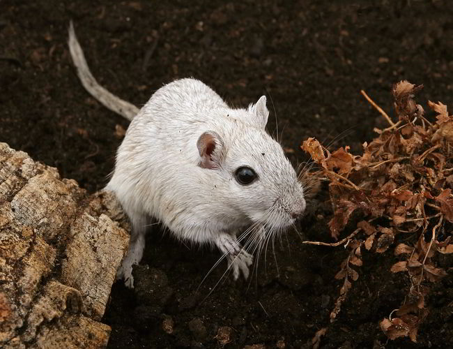 Can-You-Sue-Your-Neighbours-If Pests-From-Their-Property-Invade-Your-Home